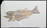 Predatory Mioplosus Fossil Fish - Wyoming #78132-1